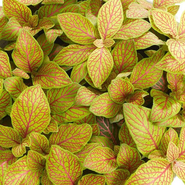 Fittonia Skeleton 6 8 Zu verkaufen – Bild 2