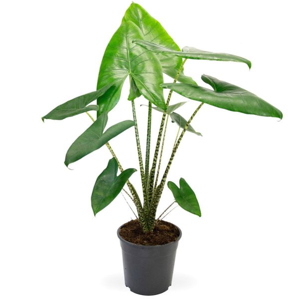Alocasia zebrina 32 200 Zu verkaufen