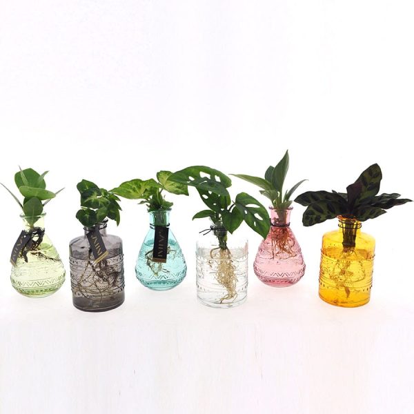 Plant mix in water, Salinas Glass 7 10 Online-Verkauf