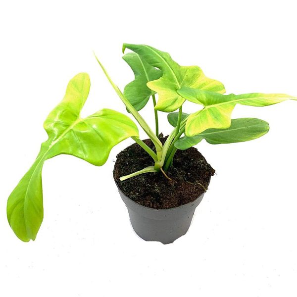 Philodendron Yellow Violin 12 35 Jetzt online