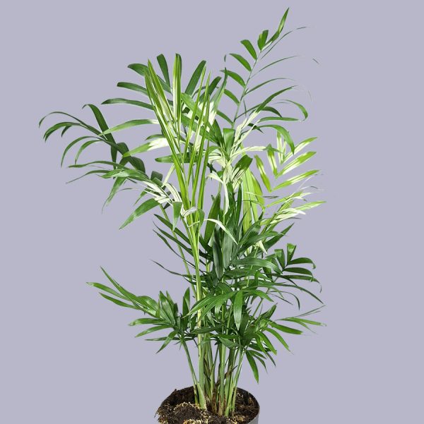 !Chamaedorea elegans variegata (Parlor Palm) 15 45 Rabatt