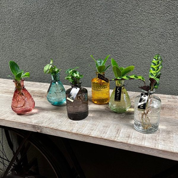 Plant mix in water, Salinas Glass 7 10 Online-Verkauf – Bild 2