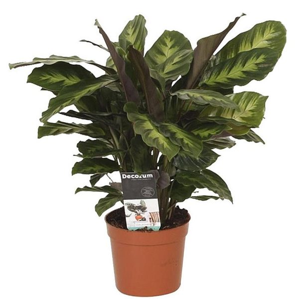 Calathea  Misto  12 40 Jetzt online