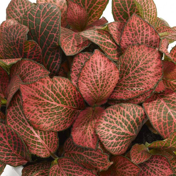 Fittonia Diamond 6 8 Online-Verkauf – Bild 2