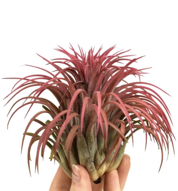 Tillandsia ionantha red XXL 10x10cm Jetzt online