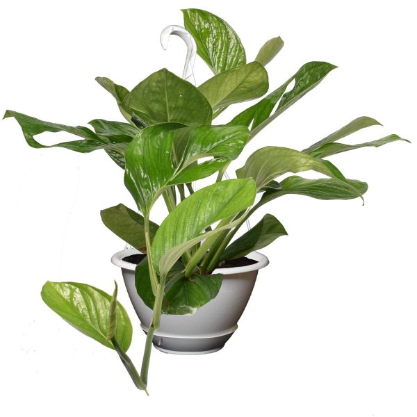 Monstera Pinnatipartita 25 40 Im Angebot